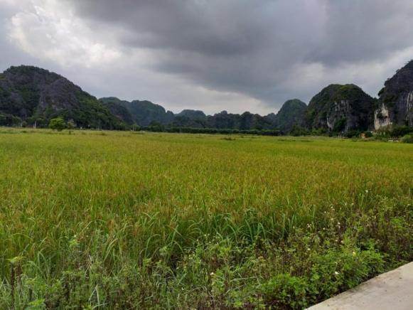 Tam Coc Riverside Homestay Ninh Binh Eksteriør billede